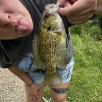 TRUSCEND Fishing Lures for Freshwater and Saltwater. Lifelike Swimbait for Bass Trout Crappie. Slow Sinking Bass Fishing Lure. Amazing Fishing Gifts for men. Must-have for Family Fishing Gear photo review