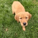 OnePlus 13. 16GB RAM + 512GB Storage. Dual-SIM. Unlocked Android Smartphone. Snapdragon 8 Elite. 80W SUPERVOOC Fast Charging and 50W AIRVOOC Charging. Advanced Hasselblad Camera. 2025. Black Eclipse photo review